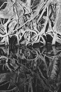Roots and water Kevin Ekelmans
