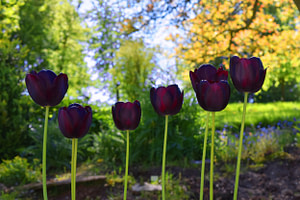 Black Tulip Kevin Ekelmans 1
