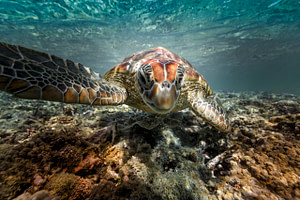 sea turtle cedric jacquot scaled